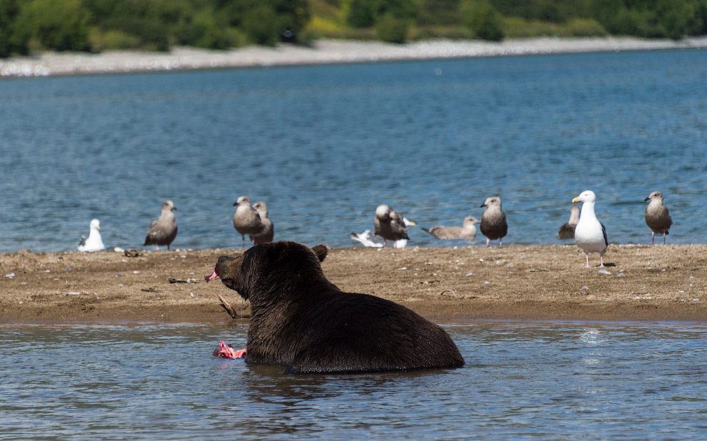Камчатка Камчатка
