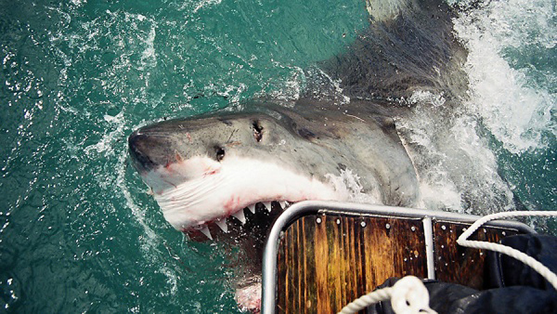 Экстремальные аттракционы с опасными животными