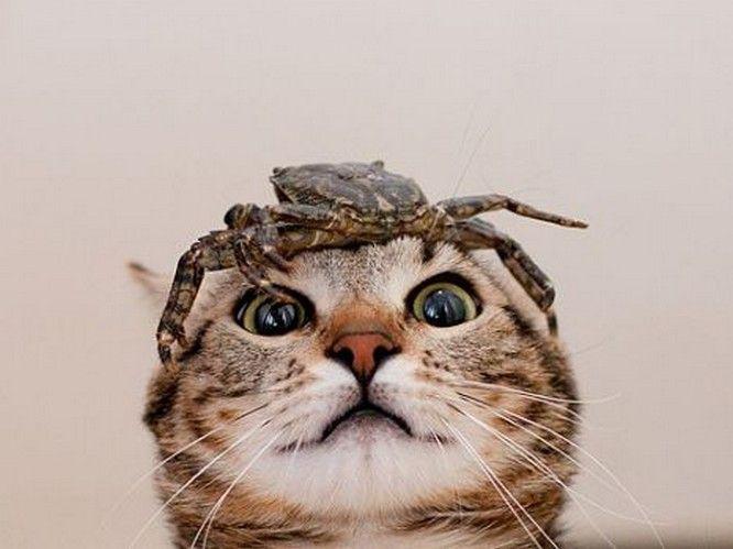 Прикольные картинки