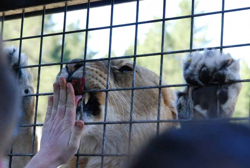 Экстремальные аттракционы с опасными животными