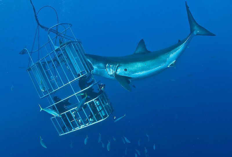 Экстремальные аттракционы с опасными животными