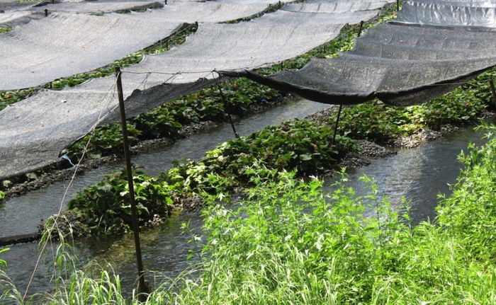 11 продуктов питания, которые растут необычным образом