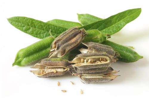 11 продуктов питания, которые растут необычным образом