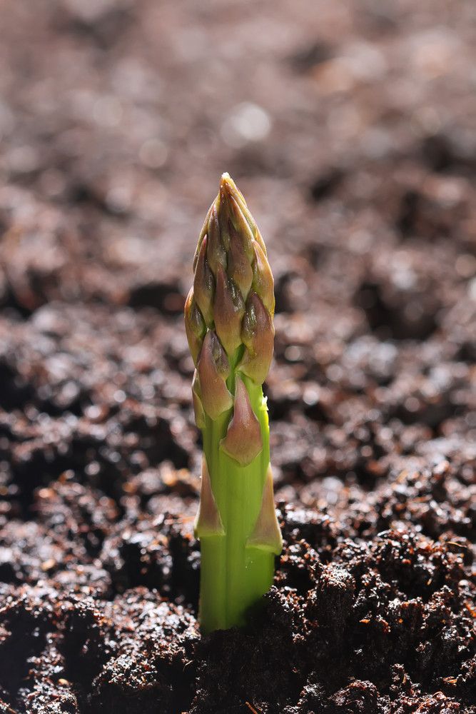 11 продуктов питания, которые растут необычным образом