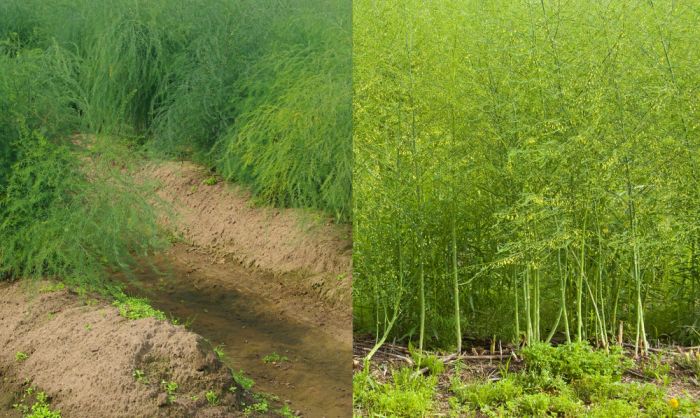 11 продуктов питания, которые растут необычным образом