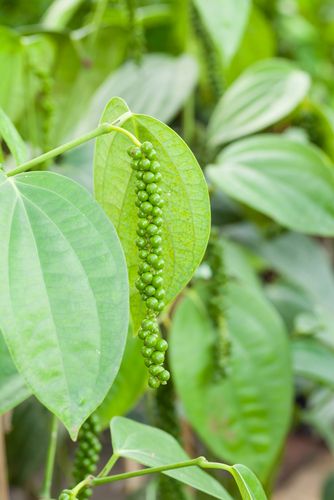 11 продуктов питания, которые растут необычным образом