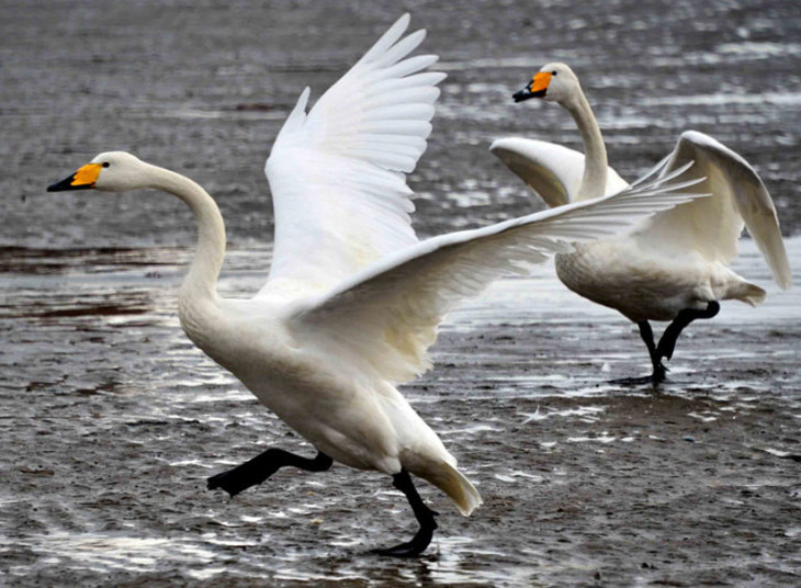 Животные в фотографиях