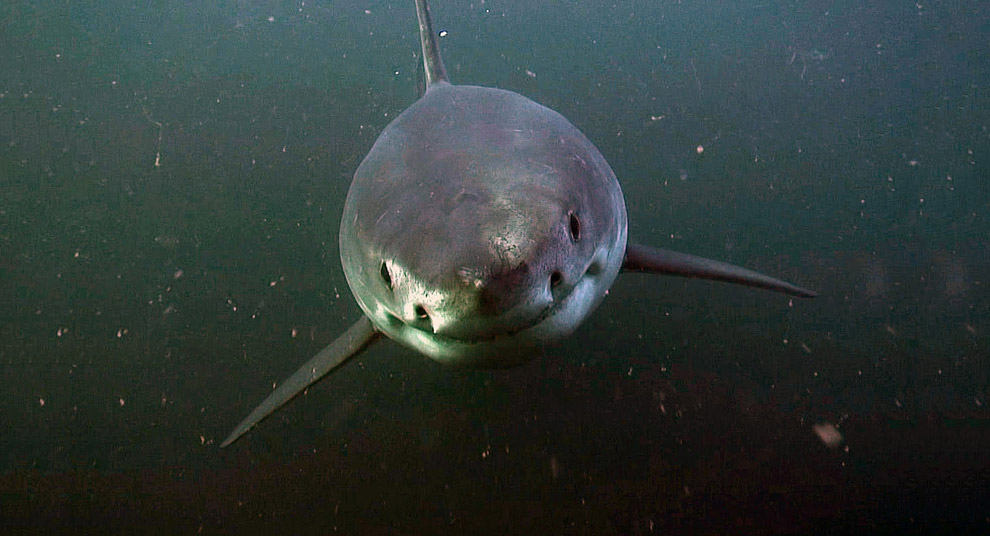 Животные в фотографиях