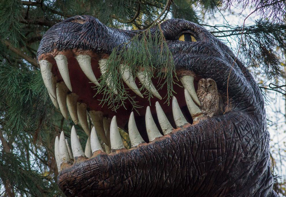 Животные в фотографиях