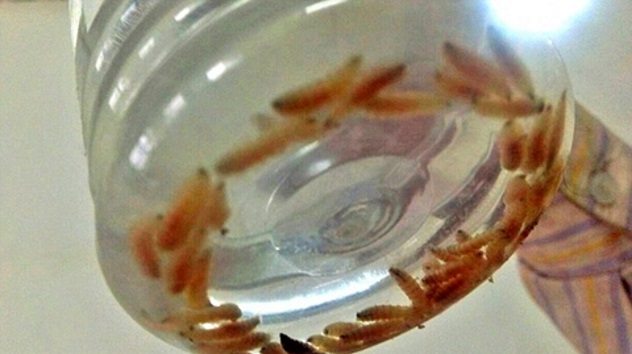 «Ушные квартиранты», или кого вытаскивали на белый свет врачи-отоларингологи?