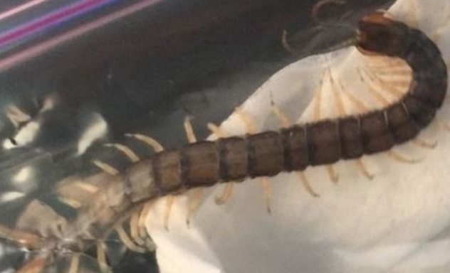 «Ушные квартиранты», или кого вытаскивали на белый свет врачи-отоларингологи?