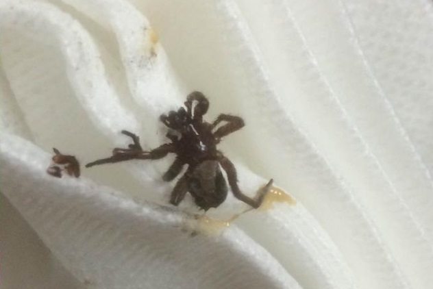 «Ушные квартиранты», или кого вытаскивали на белый свет врачи-отоларингологи?