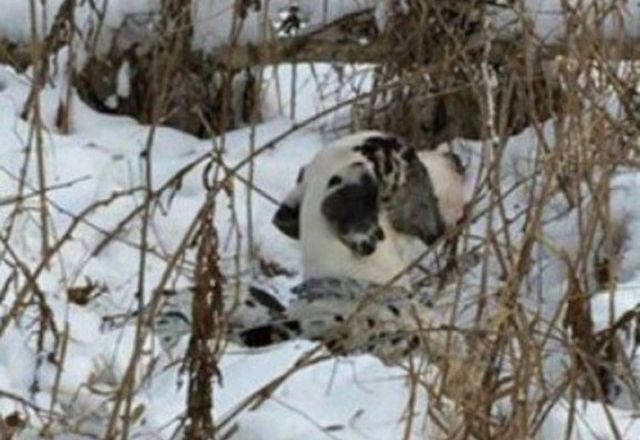 В Тюмени спасли собаку, которую привязали к дереву и оставили умирать