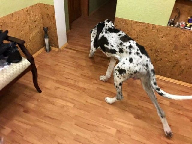 В Тюмени спасли собаку, которую привязали к дереву и оставили умирать