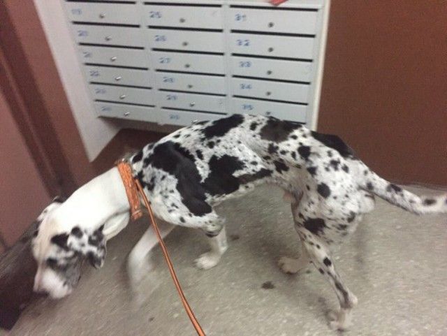 В Тюмени спасли собаку, которую привязали к дереву и оставили умирать