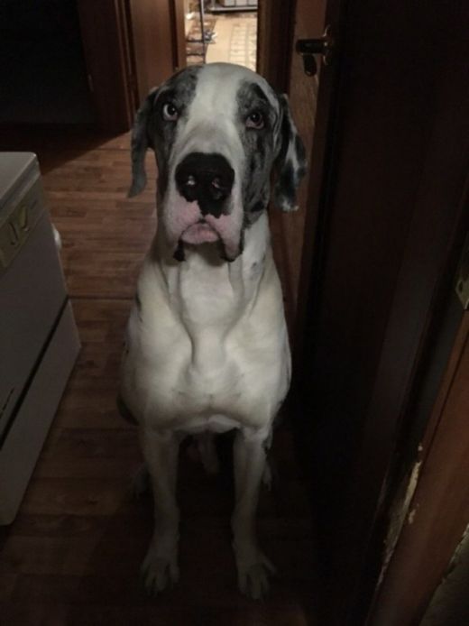 В Тюмени спасли собаку, которую привязали к дереву и оставили умирать