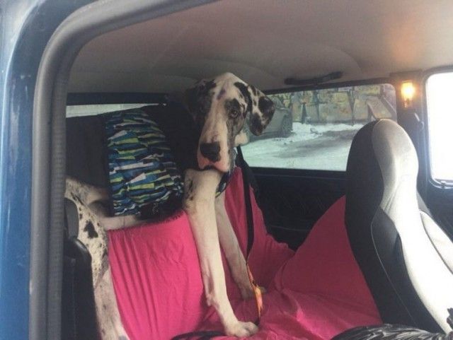 В Тюмени спасли собаку, которую привязали к дереву и оставили умирать