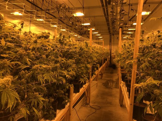 В Калифорнии обнаружили ферму, где выращивали более 24 000 кустов марихуаны