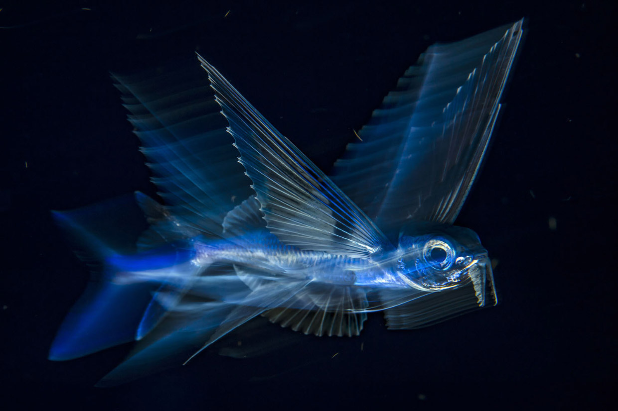 Фотографии победителей National Geographic Nature Photographer 2017