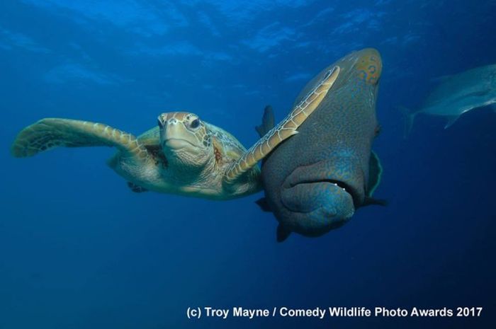 Лучшие работы конкурса смешных фотографий дикой природы Comedy Wildlife Awards