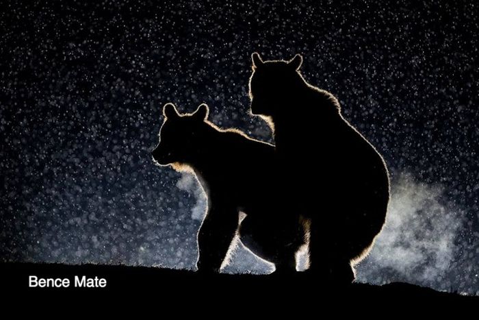 Лучшие работы конкурса смешных фотографий дикой природы Comedy Wildlife Awards