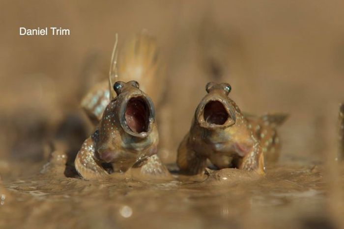 Лучшие работы конкурса смешных фотографий дикой природы Comedy Wildlife Awards