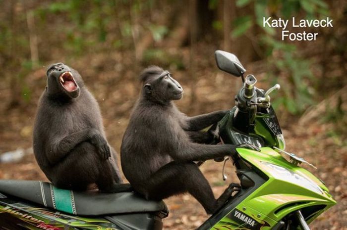 Лучшие работы конкурса смешных фотографий дикой природы Comedy Wildlife Awards