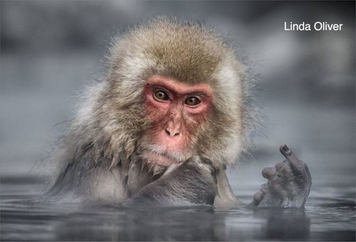 Лучшие работы конкурса смешных фотографий дикой природы Comedy Wildlife Awards