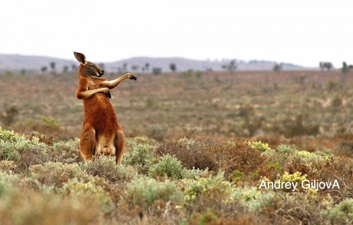 Лучшие работы конкурса смешных фотографий дикой природы Comedy Wildlife Awards