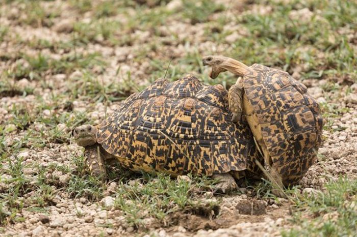 Лучшие работы конкурса смешных фотографий дикой природы Comedy Wildlife Awards