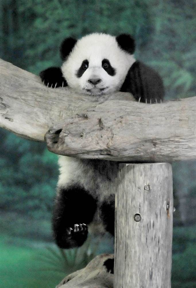 Животные в фотографиях