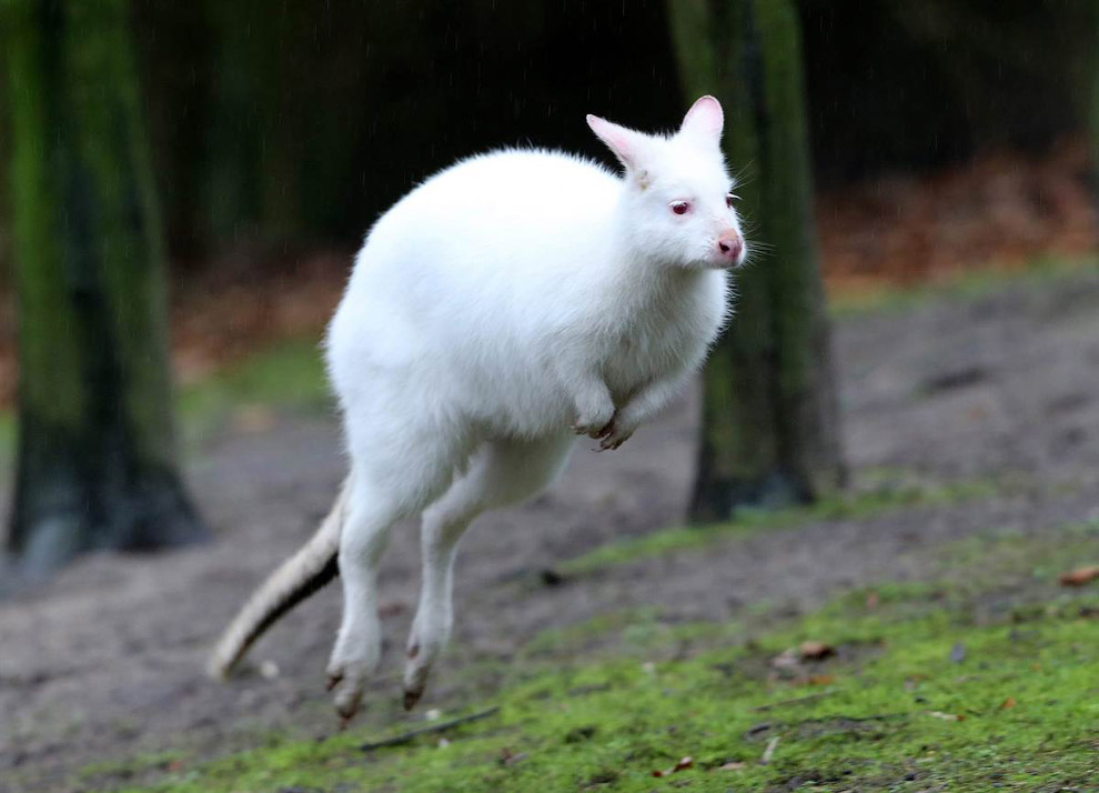 Животные в фотографиях