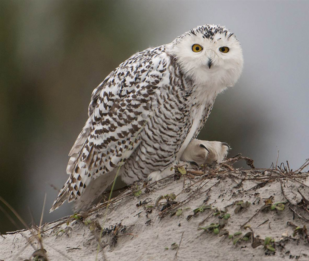 Животные в фотографиях