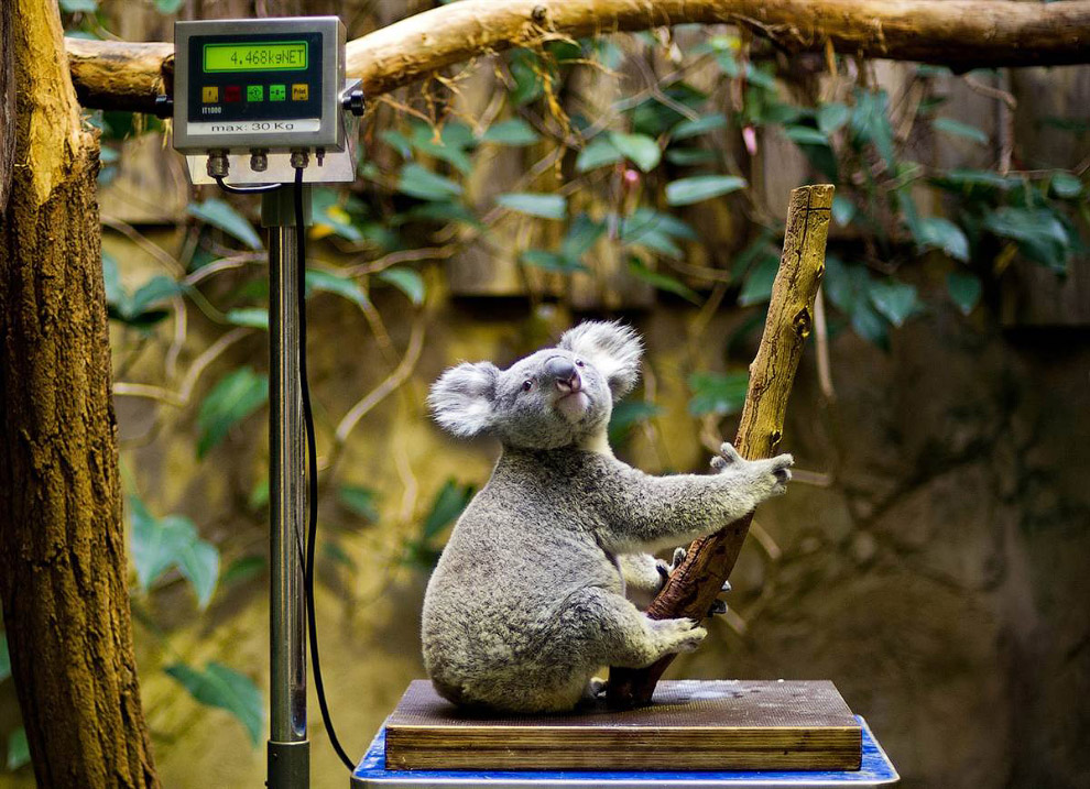 Животные в фотографиях