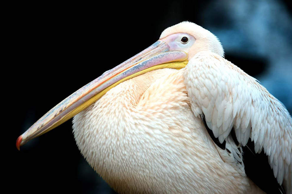 Животные в фотографиях