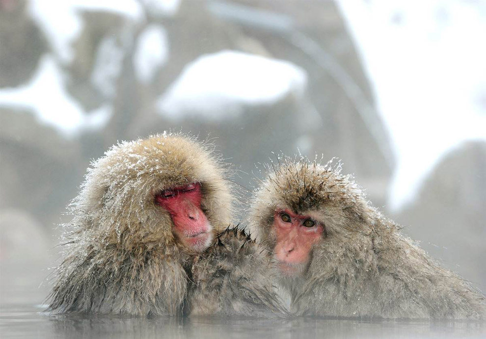 Животные в фотографиях