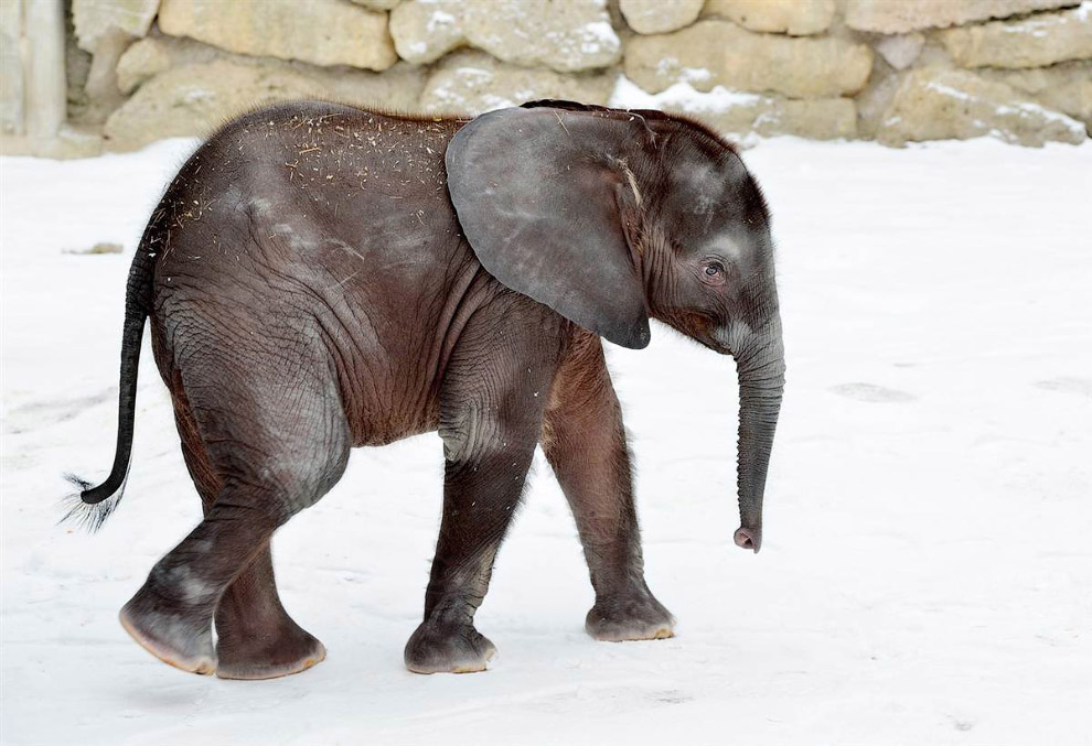 Животные в фотографиях