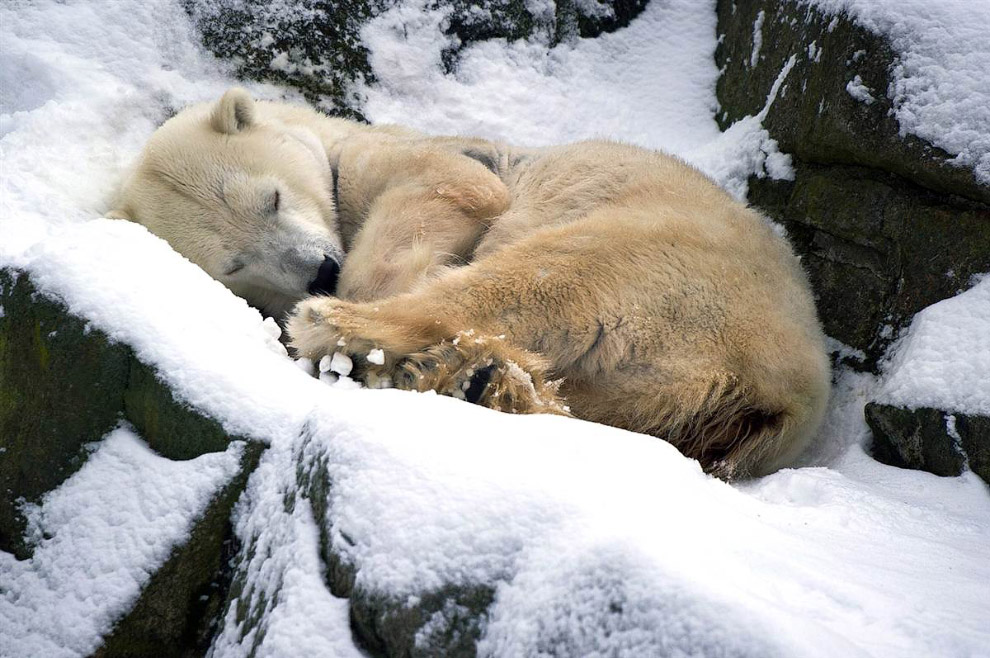 Животные в фотографиях