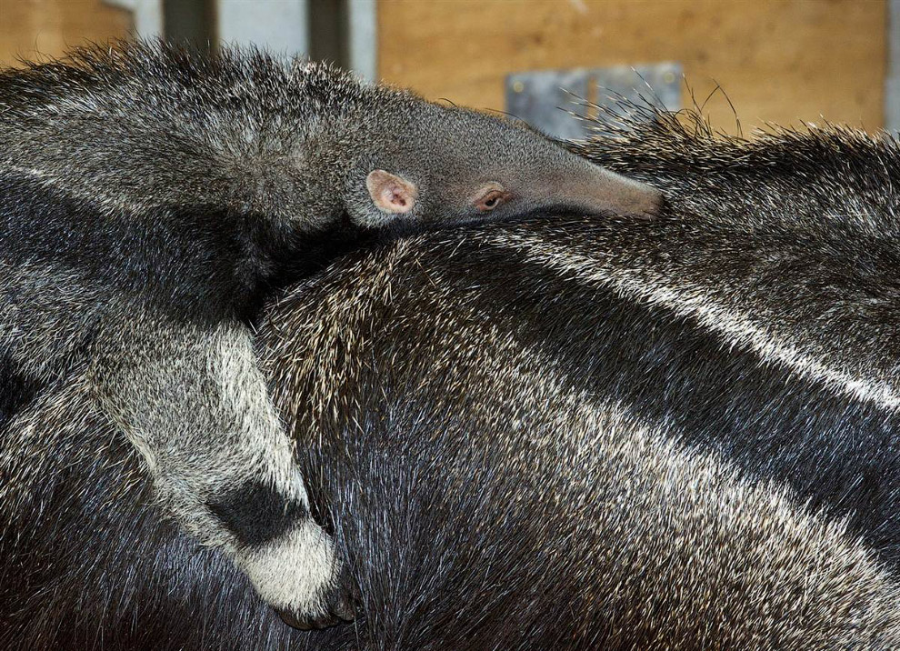 Животные в фотографиях