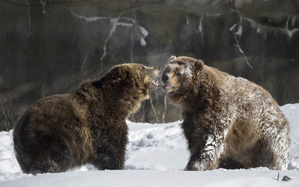 Животные в фотографиях