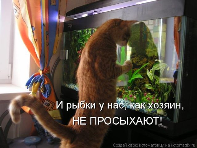 Лучшие котоматрицы недели