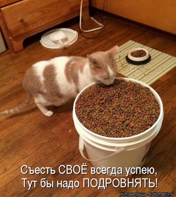 Лучшие котоматрицы недели