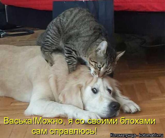 Лучшие котоматрицы недели