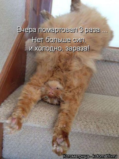 Лучшие котоматрицы недели