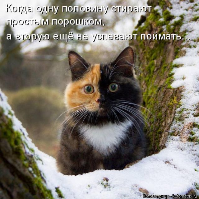 Лучшие котоматрицы недели