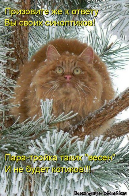 Лучшие котоматрицы недели