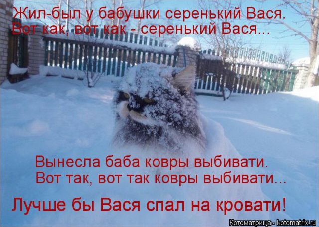 Лучшие котоматрицы недели