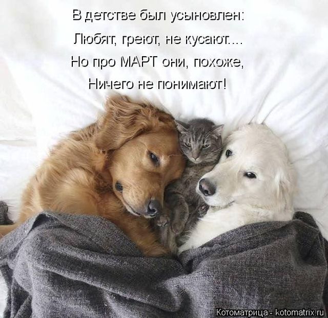 Лучшие котоматрицы недели