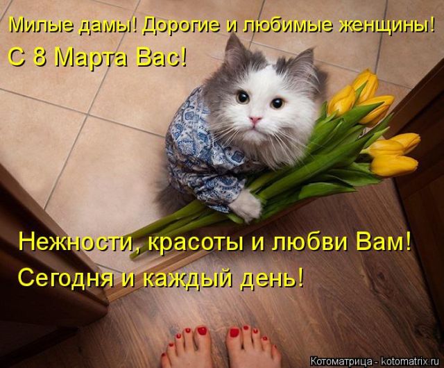 Лучшие котоматрицы недели