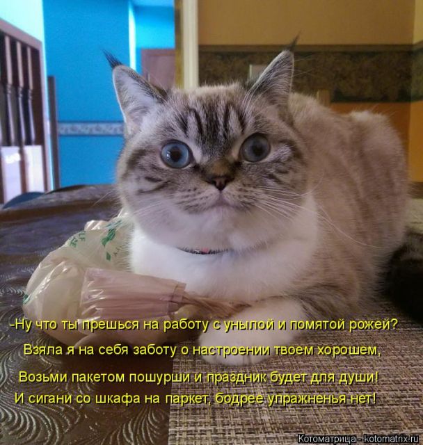 Лучшие котоматрицы недели